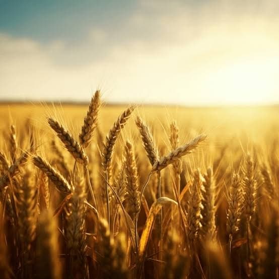 Harvesting Excellence